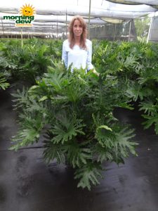 philodendron selloum hope