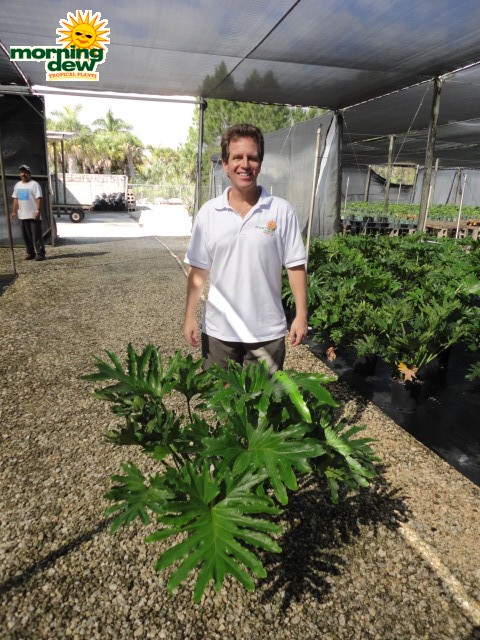 philodendron selloum hope