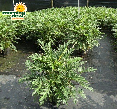 philodendron showboat