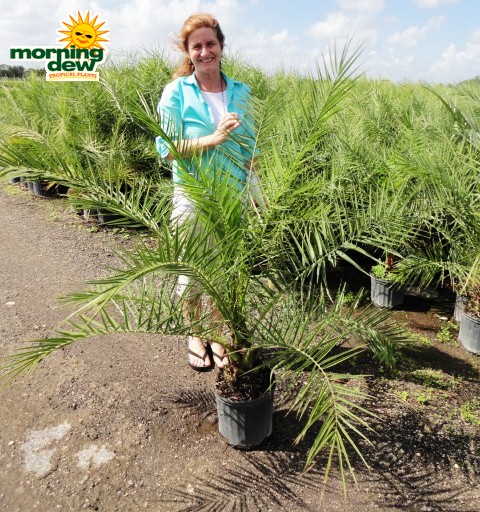 phoenix canariensis canary island date palm