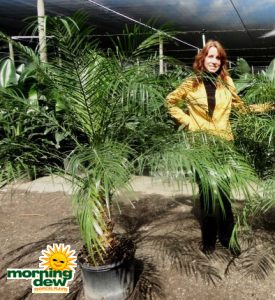 phoenix roebelenii palm