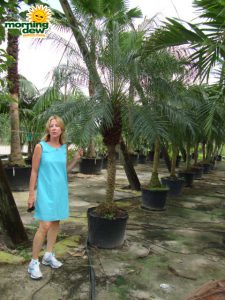 phoenix roebelenii palm