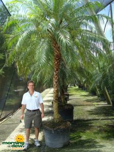 phoenix roebelenii palm