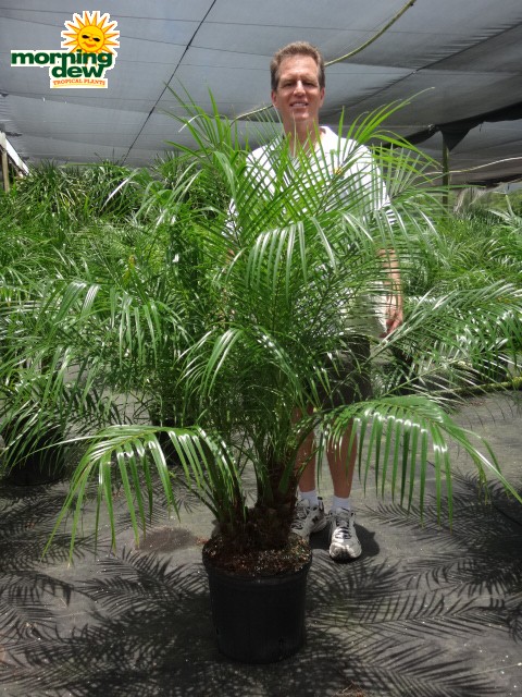 phoenix roebelenii multi palm