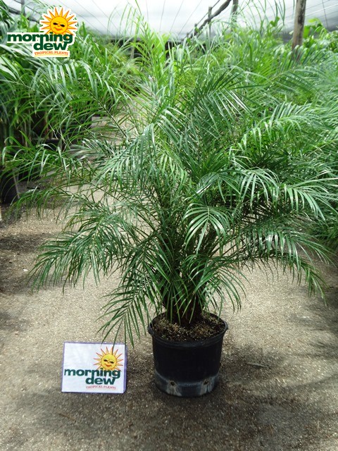 phoenix roebelenii palm multi