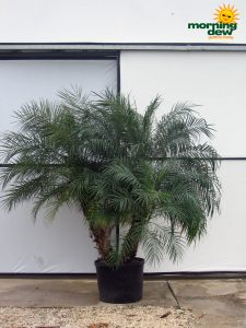 phoenix roebelenii multi palm