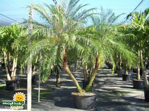 phoenix roebelenii multi palm