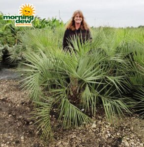 pindo palm butia capitata