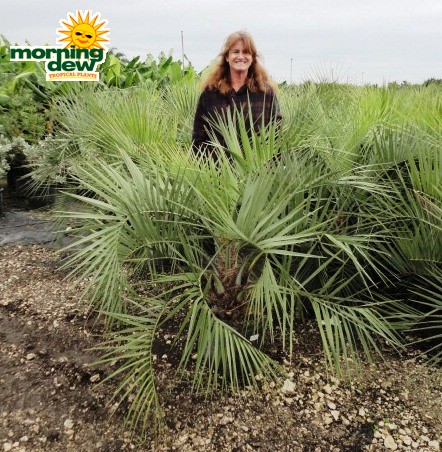 pindo palm butia capitata