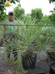 pindo palm butia capitata