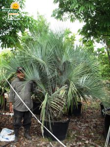 pindo palm butia capitata