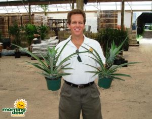 pineapple ananas plant