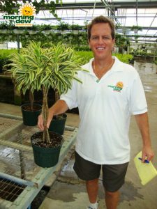 pleomele song of india braid