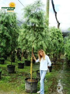 podocarpus gracilior standard tree