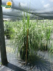 ponytail palm