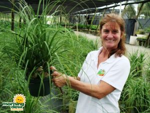 ponytail palm