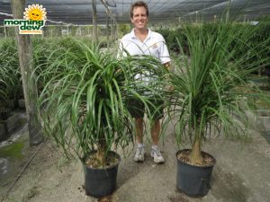 ponytail palm guatemalan