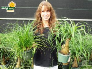 ponytail multi Guatemalan palm