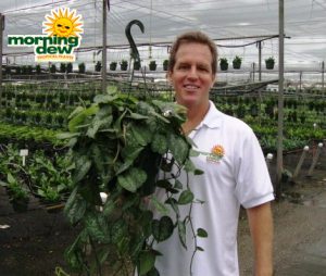 pothos silver splash