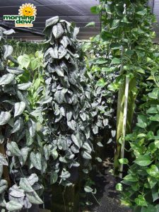 pyramid pothos silver satin