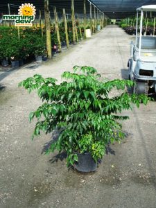 radermachera china doll