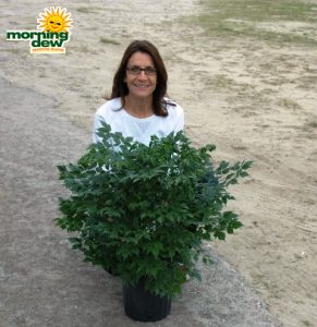 radermachera china doll