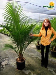 ravenea majesty palm