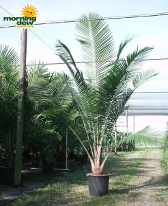 ravenea majesty palm