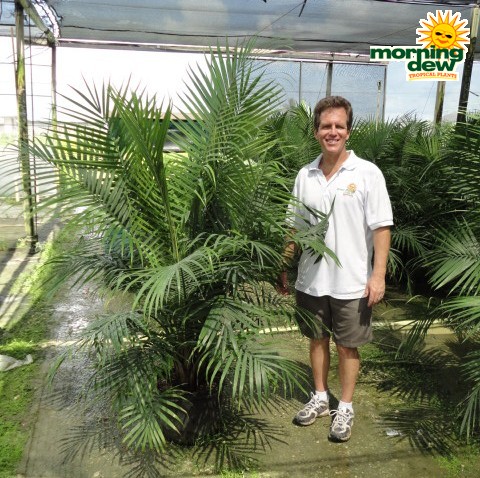 ravenea majesty palm multi