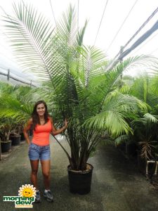 ravenea majesty multi palm