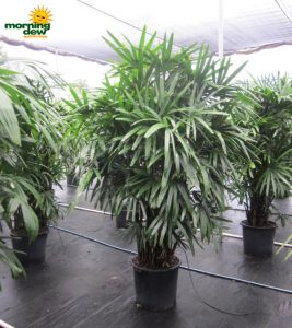 rhapis excelsa lady palm