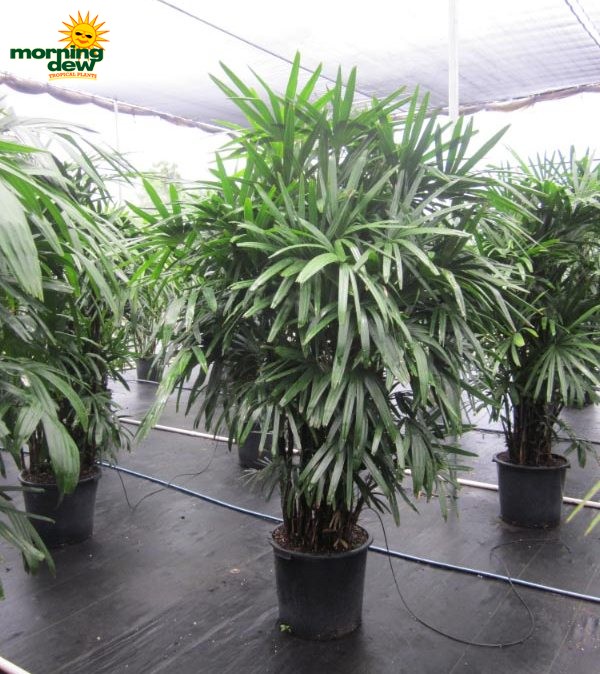 rhapis excelsa lady palm