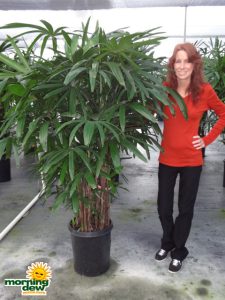 rhapis palm hawaiian