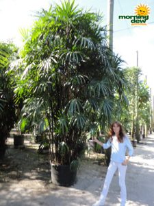 rhapis palm hawaiian