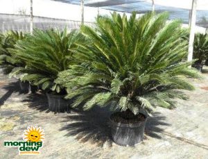 sago king cycad