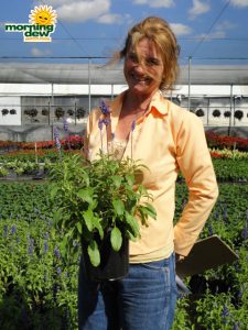 salvia victoria blue