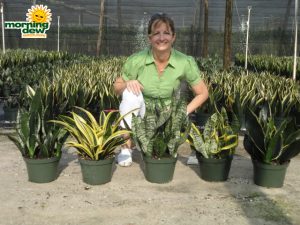 sansevieria assorted compact varieties snake plant