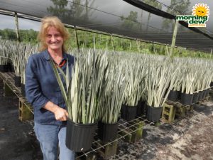 sansevieria bantels sensation snake plant