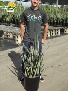 sansevieria bantels sensation snake plant