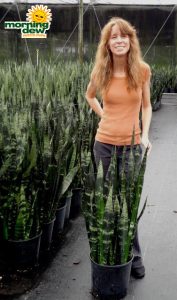 sansevieria black coral