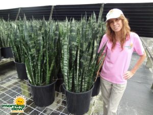 sansevieria black coral snake plant