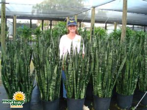 sansevieria black coral snake plant