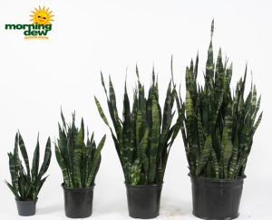 sansevieria black coral snake plant