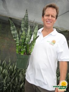 sansevieria black coral snake plant