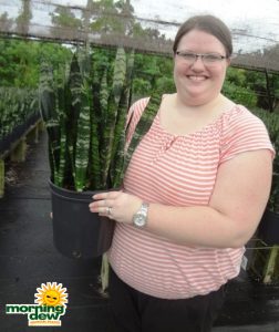 sansevieria black coral snake plant