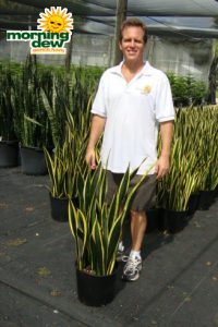 sansevieria black gold snake plant