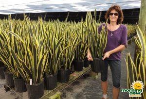 sansevieria black gold snake plant