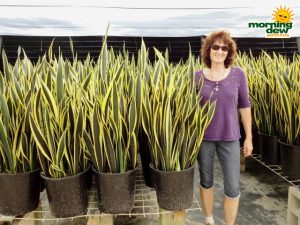 sansevieria black gold snake plant