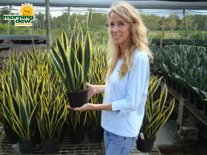 sansevieria black gold