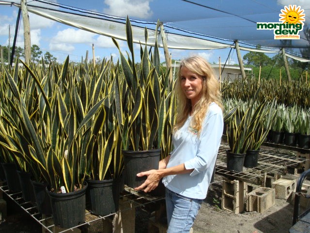 sansevieria black gold